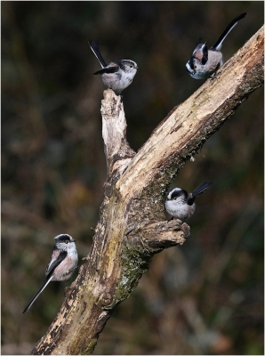 A Long Tailed Tit Family